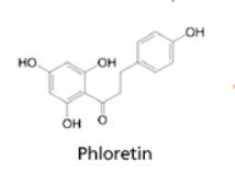 JF Natural Apple Extract Phloretin Apple Extract Phloretin Structure