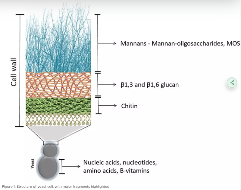 Biomin Levabon Aquagrow E The Science Behind Levabon Aquagrow – Mode of Action - 1