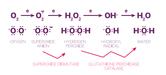 Naolys OvernightEnhance [MJ+C] Reducing Oxidation - 2
