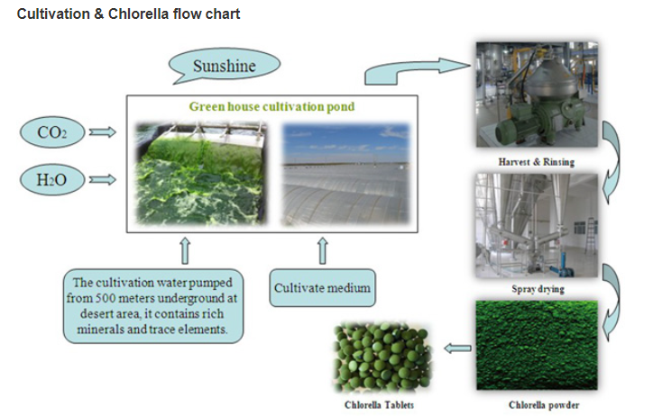 Tianjin Norland Biotech Chlorella Powder / Tablets - Product Flow Chart