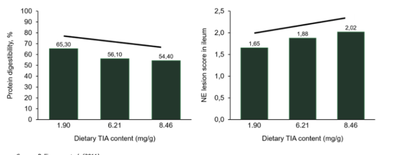 Hamlet Protein HP AviStart - Correlation Between Digestibility And Gut Health