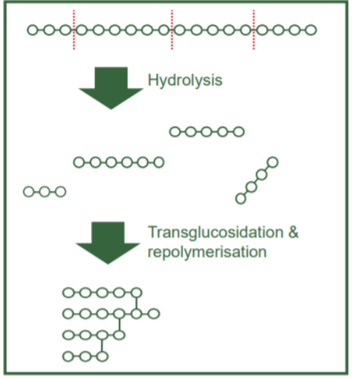 Dextrin Yellow - Structural Changes During Dextrinization