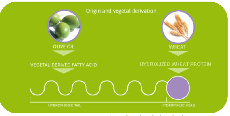 OLIVOIL® SURFACTANT FOKSNaB (parabens free) - Patented Lipopolypeptide: Chemical Nature