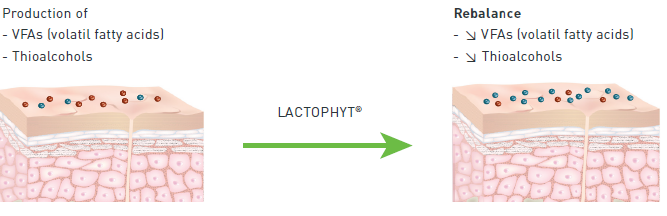 Lactophyt® - Scientific Mechanism
