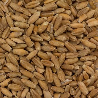 Dakota Specialty Milling Triticale - Product Highlights