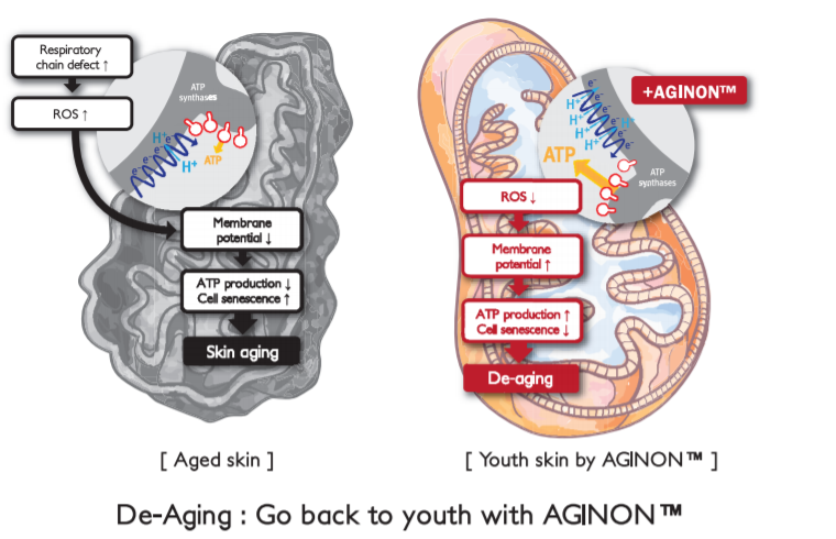 Aginon™ - Mechanism