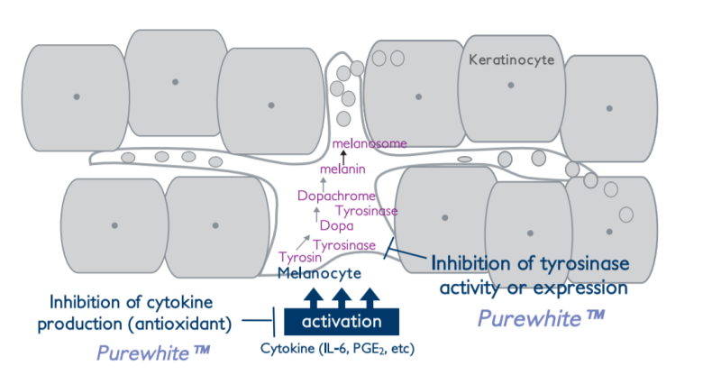 Purewhite™ - Proposed Intracellular Signaling Pathways For The Whitening Effect Action of Purewhite ™ in Melanocyte
