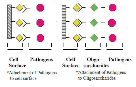 NutraOligos™ - Performance of Oligosaccharides 