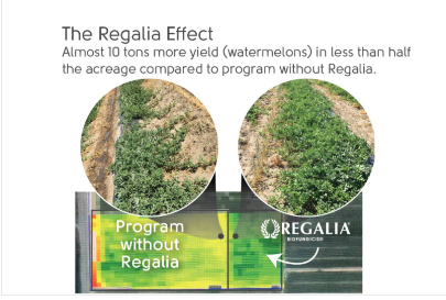 Regalia® - Regalia Efficacy - 1