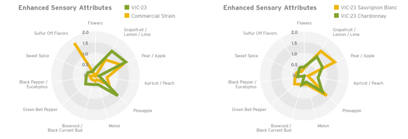 Renaissance Yeast VIVACE (VIC-23) - Enhanced Sensory Attributes