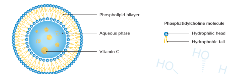 BART Liposovit-C- powder liposomal vitamin C - Schematic Picture of Unilamellar Vesicle (Uv), Liposovit-C™.