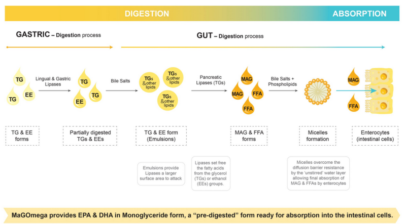 MaGOmega™ - Greater Bioavailability And Digestion Process - 1