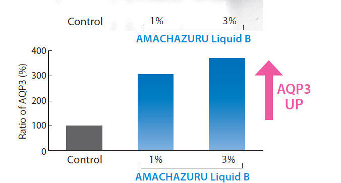 AMACHAZURU Liquid B - Promoting Aquaporin Production