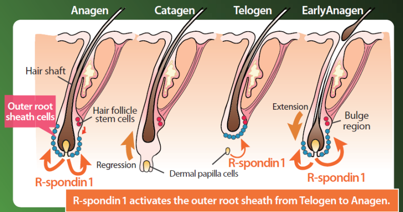 BURGEON-UP - Focus On “R-Spondin 1” Which Activates The Outer Root Sheath, The Foundation of Hair Follicles