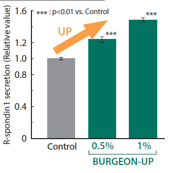 BURGEON-UP - Promoting The Secretion of R-Spondin 1