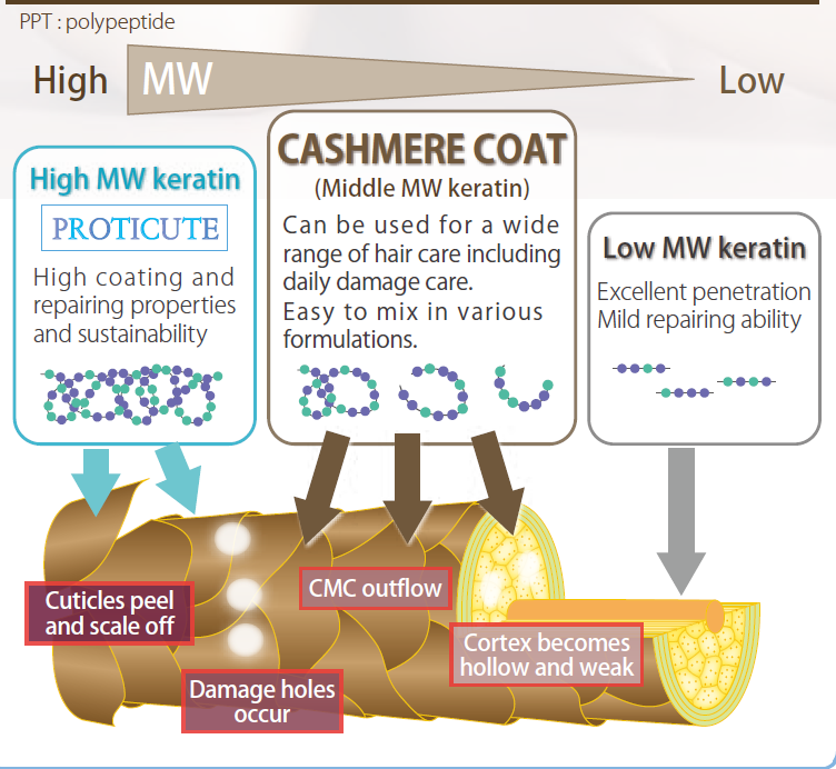 CASHMERE COAT - Keratin Ppt With Various Molecular Weight