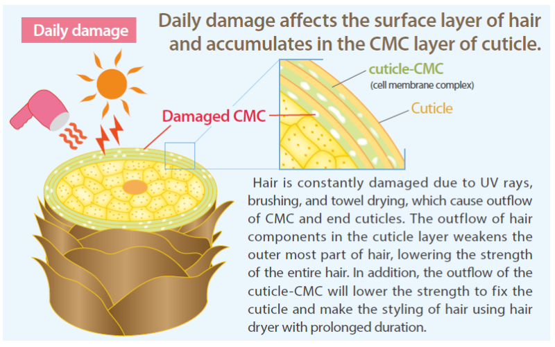 CASHMERE COAT - Daily Damage Affects The Surface Layer of Hair And Accumulates in The Cmc Layer of Cuticle.