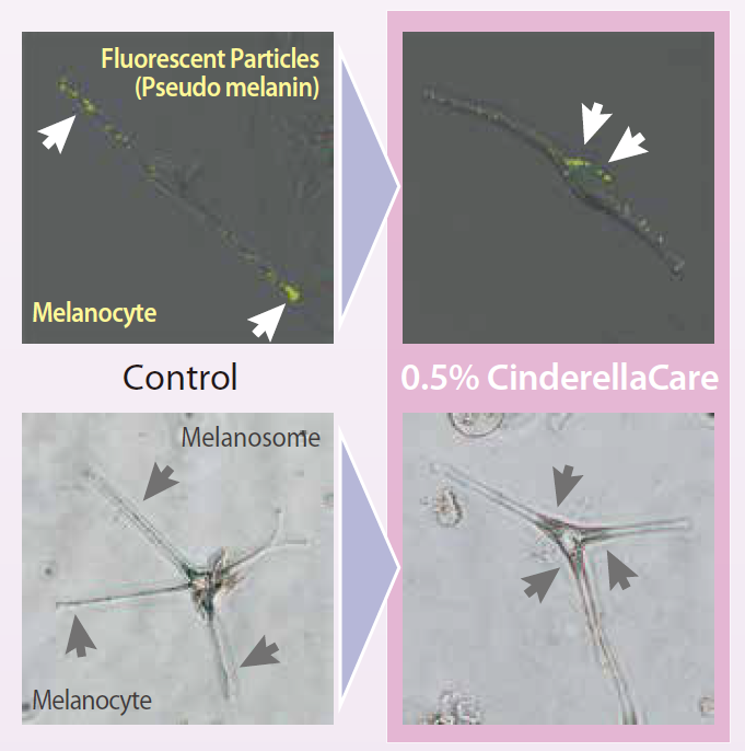 CinderellaCare - Suppression of Melanin Migration Within Melanocytes - 1