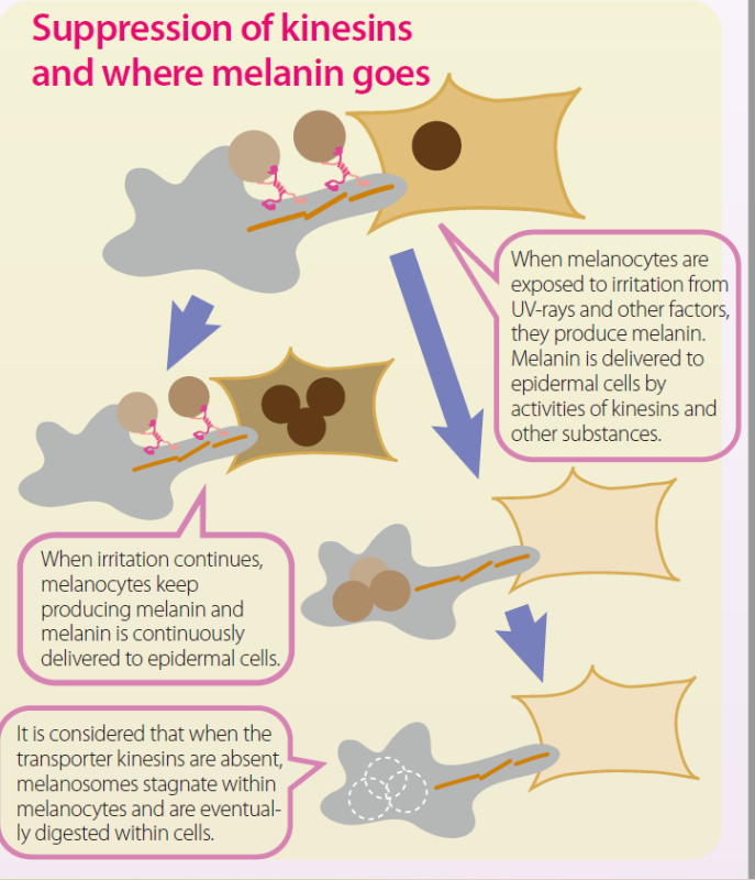 CinderellaCare - Suppression of Melanin Migration Within Melanocytes