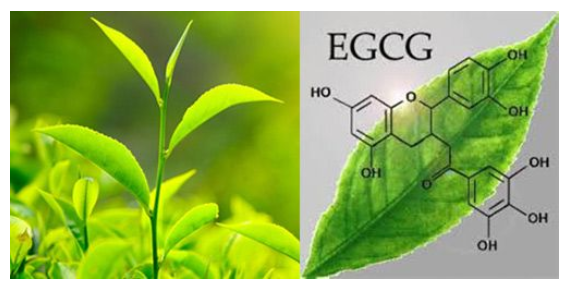 Stabilimento Farmaceutico Cav. G. Testa GREEN TEA EXTRACTS - Green Tea Extracts