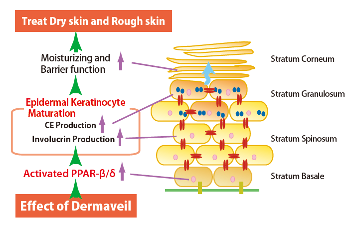 Dermaveil - Dry Skin Treatment At Dna Level
