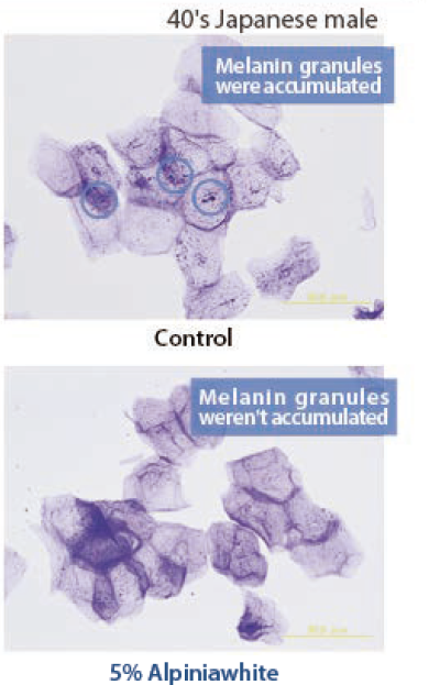 Alpiniawhite HS - Inhibition of Melanin Granulation in Stratum Corneum
