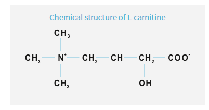 ILS L-Carnitine - How L-Carnitine Works