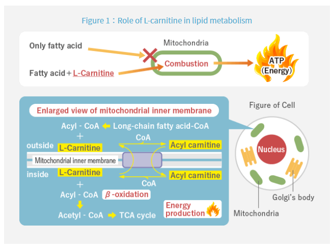 ILS L-Carnitine - How L-Carnitine Works - 1