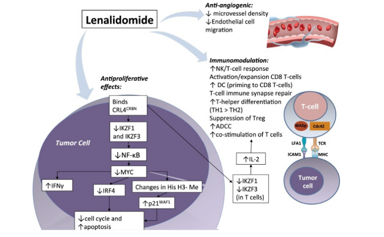 Alfa Chemistry Materials Lenalidomide - Application And Mechanism of Lenalidomide - 2