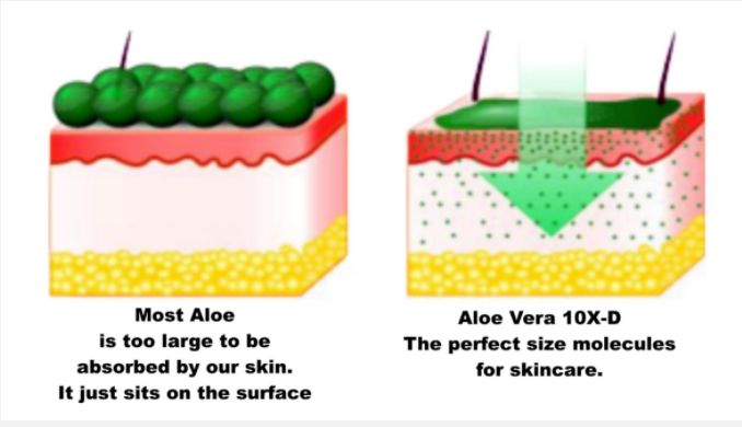 Anti-Aging Extracts LLC Aloe Vera 10X-D Gel - Aloe Vera For Making Cosmetics - 1
