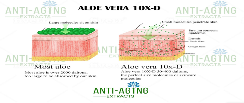 Anti-Aging Extracts LLC Aloe Vera 10X-D - Why Is This Different Than Other Aloe Vera Gel’S?