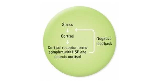 ETAS® - Etas® Exerts Anti-Stress Effects