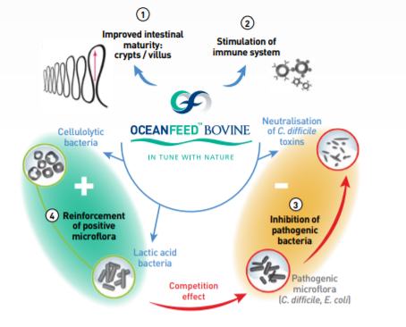 OceanFeed™ Bovine - Mode of Action Hypothesis