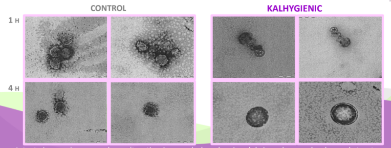 Kalhygienic Skin - Activity of Kalhygienic Vs Coronavirus