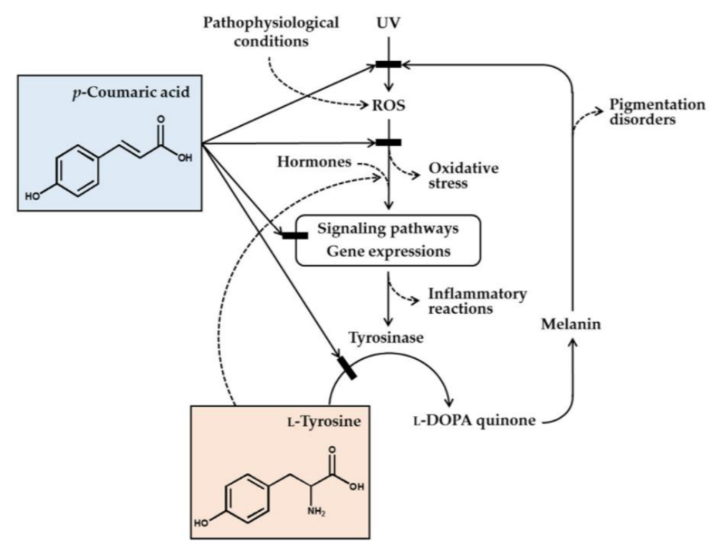 Viablife Biotech p-Coumaric Acid - Anti-Melanogenic