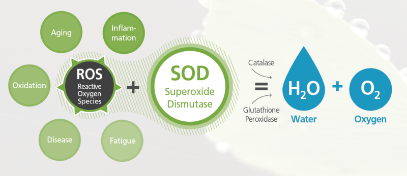 GENOFOCUS Superoxide Dismutase - Product Overview