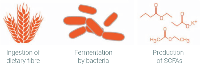 Fibriotics™ - Conversions Due To Patented 4-Stage Fermentation Process