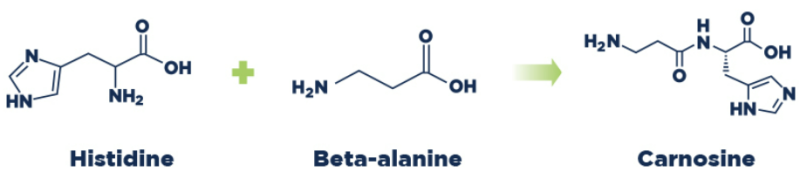 SR CarnoSyn® Beta-Alanine - Product Highlights