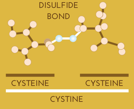 CYNATINE® TOP - Product Functionality