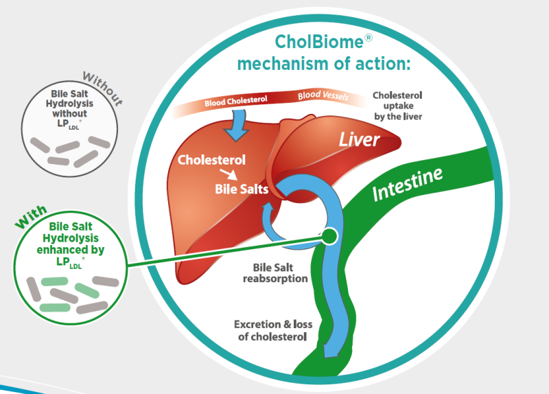 CholBiome® - About The Gut-Liver Axis