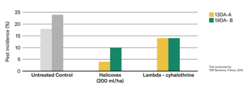 Andermatt Group AG Helicovex - Helicovex Shows A Higher Efficacy in Reducing Pest Incidence And Pest Pressure in Chickpeas