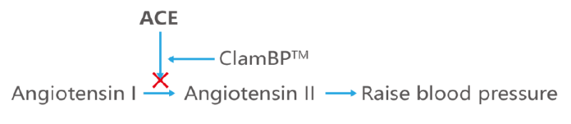 ClamBP™ - Mechanism of Action