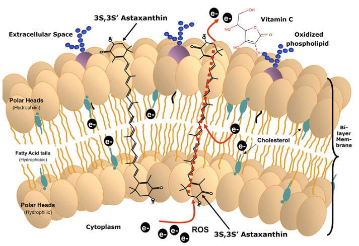 Astapure® 2.5% Astaxanthin Beadlets - Mechanism of Action