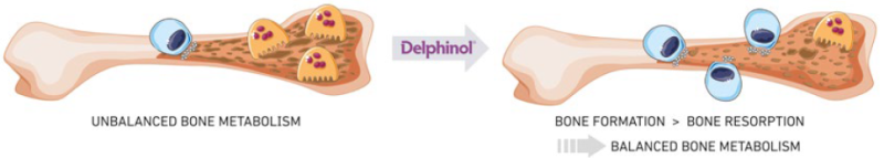 Delphinol® Bone Health - Delphinol® Mode of Action - 1