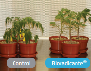 Bioradicante® - Efficacy Trials - 3