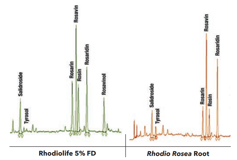 Rhodiolife™ Rhodiola rosea - Rhodiolife® Is A Powerful Adaptogen