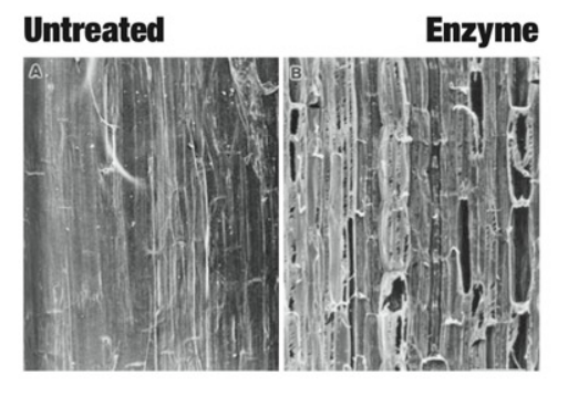 SilagePro® - Electron Microscopy of Fiber After Enzyme Action