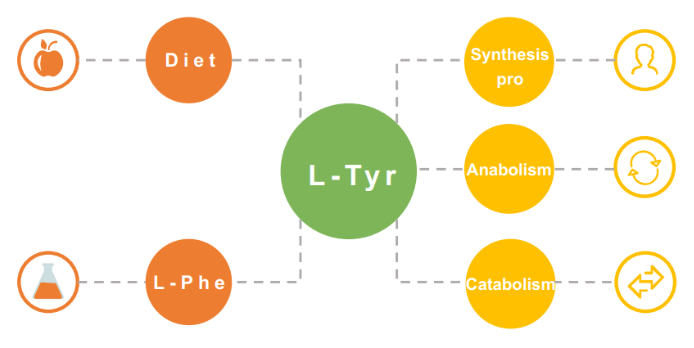 Techno Food Ingredients L-Tyrosine (by fermentation) - The Source And Metabolism of L-Tyr
