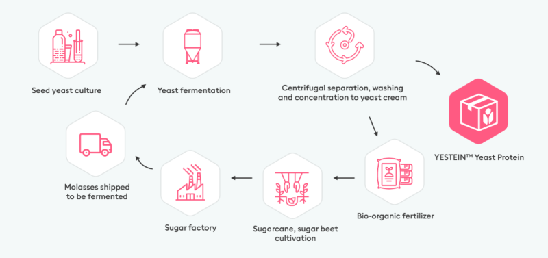 Fermented Yeast Protein 80% - YESTEIN™ - Technical Details