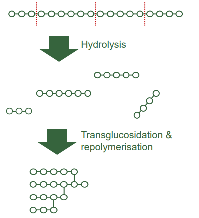 Dextrin White - Structural Changes During Dextrinization